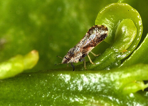 An adult Asian citrus psyllid sits on a leaf.