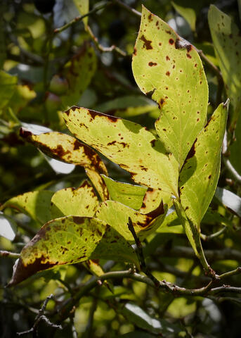 Leaves have curled edges and brown splotches.