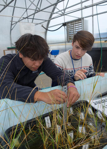 Two students use a ruler to measure plant height.