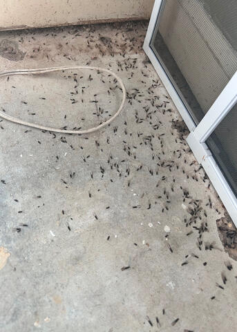 Dozens of black wings lie on a cement floor.