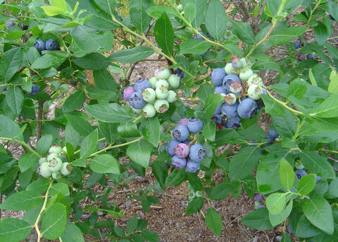 Clusters of blue and green blueberries grow on a bush.