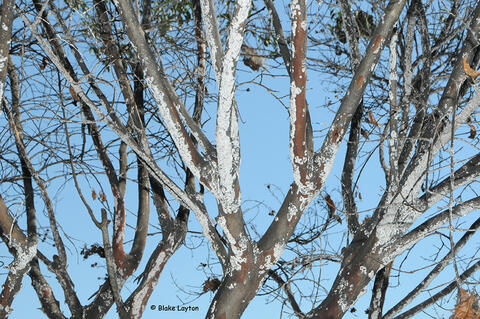 crape myrtle with bark scale