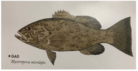 Illustration of a Gag grouper fish. 