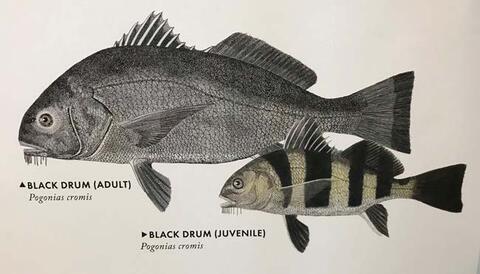 One adult Black Drum fish and a juvenile black drum. 