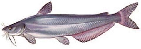 A blue catfish.