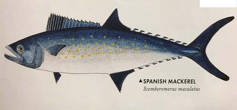 Illustration of Spanish Mackerel, a blue and white fish.