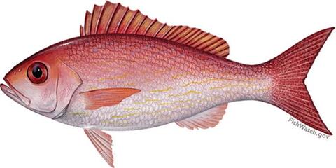 Vermilion snapper, Source: NOAA Fisheries. 