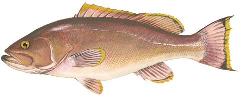 A drawing of a yellowedge Grouper. Source: South Atlantic Fishery Management Council.