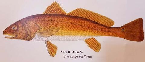 Picture of Red Drum fish from cover of publication.