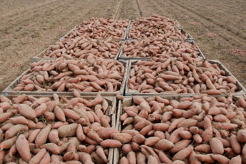 A bin of sweet potatoes sitting in a field harvested from Edmonson Farm in Vardaman, MS