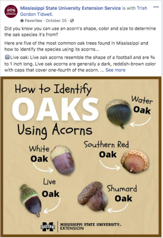 A Facebook post showing how to identify oaks using acorns.