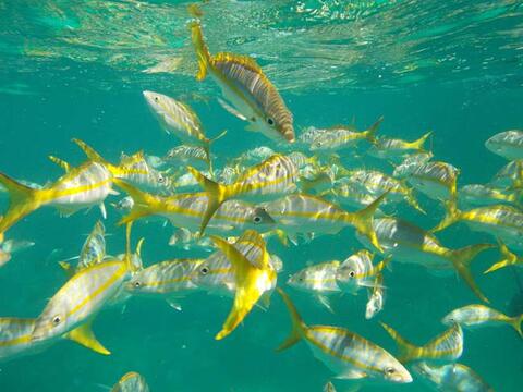 A school of yellowtail sapper swimming in the ocean.