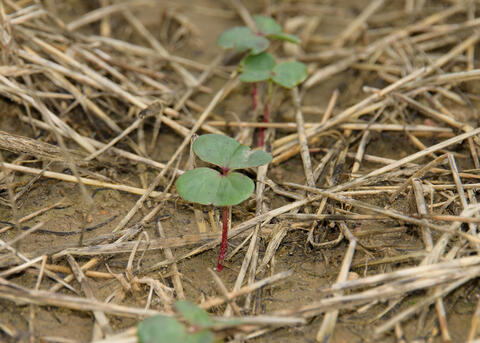 Tiny plants with red stems and round, green leaves emerge from straw-covered soil.