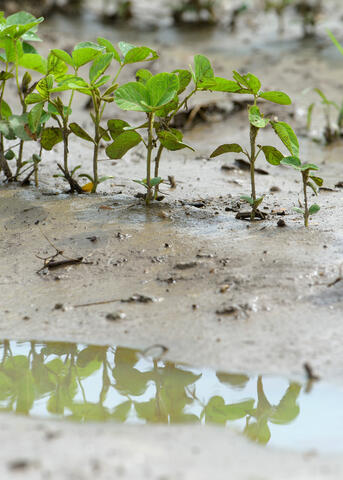 Small plants are reflected in standing water.