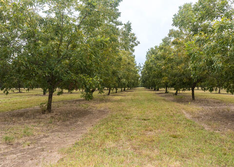 Small trees grow in rows.