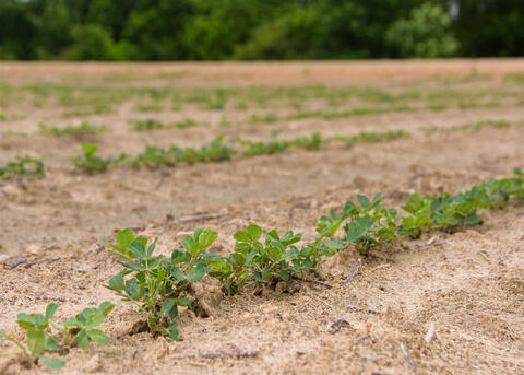 Rows of soybeans grow in a field.