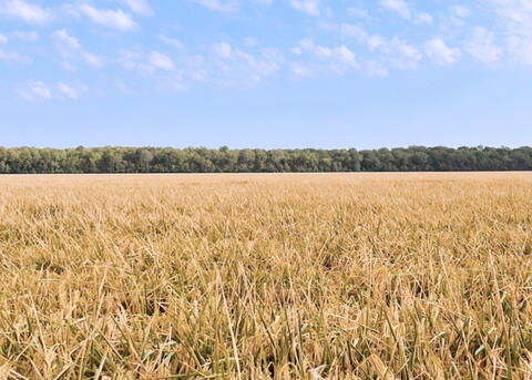 A field of rice is ready for harvest.