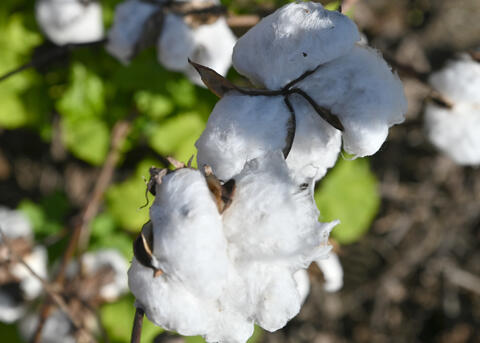 White cotton bolls are open on plants.