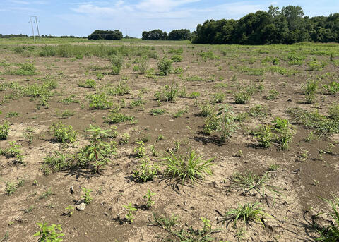 An empty field has scattered weeds.