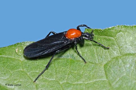 An orange and black fly-like insect.