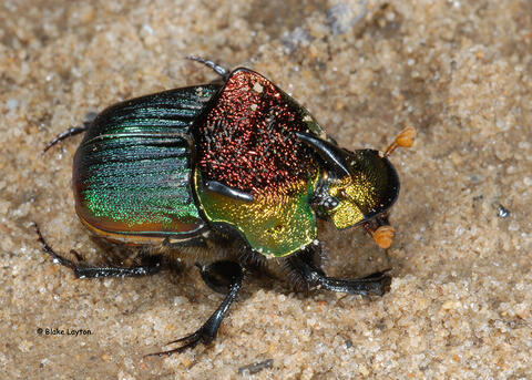 a beetle with many colors