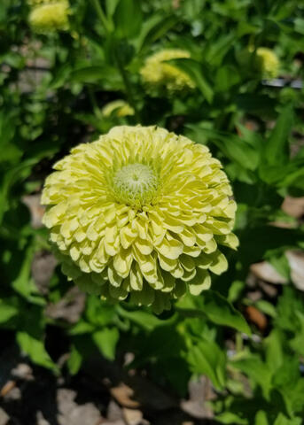 A single light-green flower blooms.