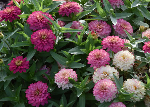 Flowers ranging from almost white to purple seem to bloom on the same green plant.