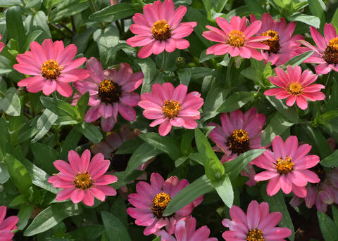 Pink blooms cover the top of a green plant.