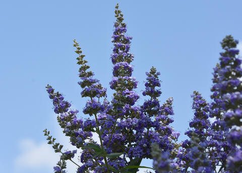 Tiny, purple flowers line branches pointing straight into the sky.