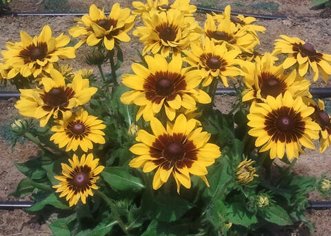 A cluster of yellow blooms with dark centers cover a small plant.
