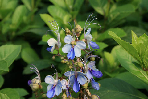 A cluster of delicate and wispy blue flowers rises above a background of foliage.