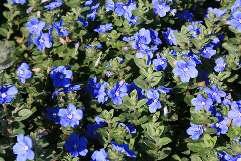 Dozens of small blue flowers bloom among green foliage.