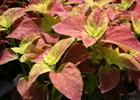 Pink leaves turn bright green where they meet the stalk on bushy plants.