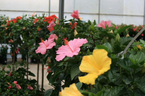 Yellow, pink and red blooms can be seen blooming on rows of green foliage.
