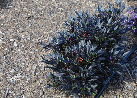 Small clusters of red fruit emerge among black foliage.