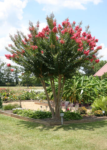 Pink flowers bloom at the ends of green branches growing from a small tree.