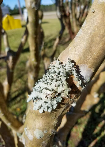 A tree branch has a small area covered by ruffled plant material.