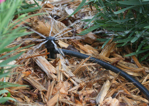 A tiny sprinkler head sprays water beside small plants.