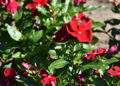 Red flowers bloom on a green plant.
