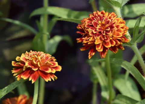 Orange and yellow blooms rise among green foliage.