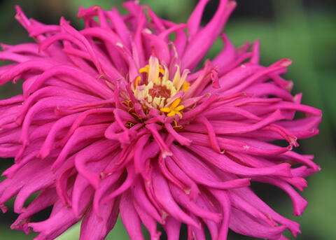 A single pink bloom has curved petals.