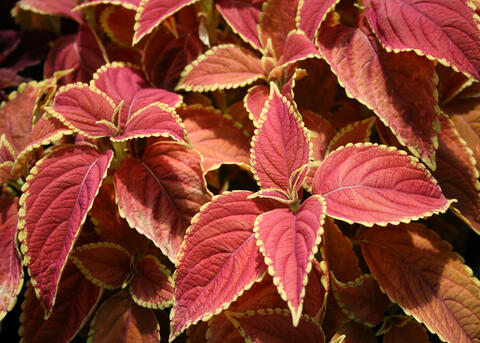 Red leaves have lime-green edging.