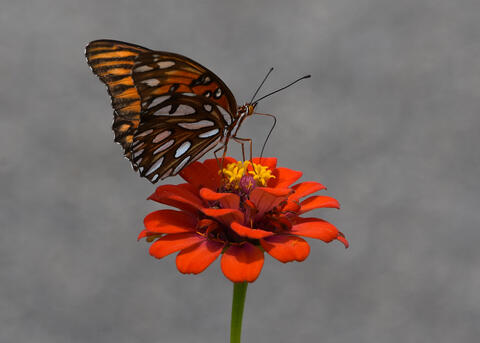 A butterfly with white, yellow and black wings rests on an orange bloom.