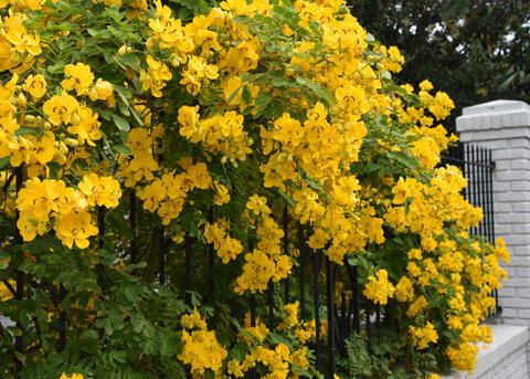 Clusters of bright-yellow blooms cascade over an iron and brick fence.