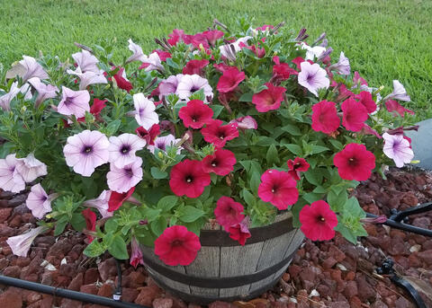 Red and white flowers bloom from a container.