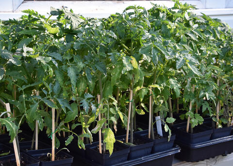 Black trays hold dozens of tiny plants.