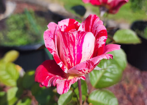 A close-up of a pink and white rose.
