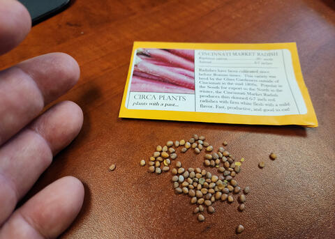 Several seeds lie near an open palm.