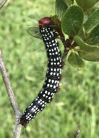 A black caterpillar with rows of white spots rests on a twig.