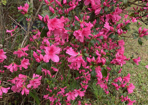 A bush has dozens of hot-pink blooms.